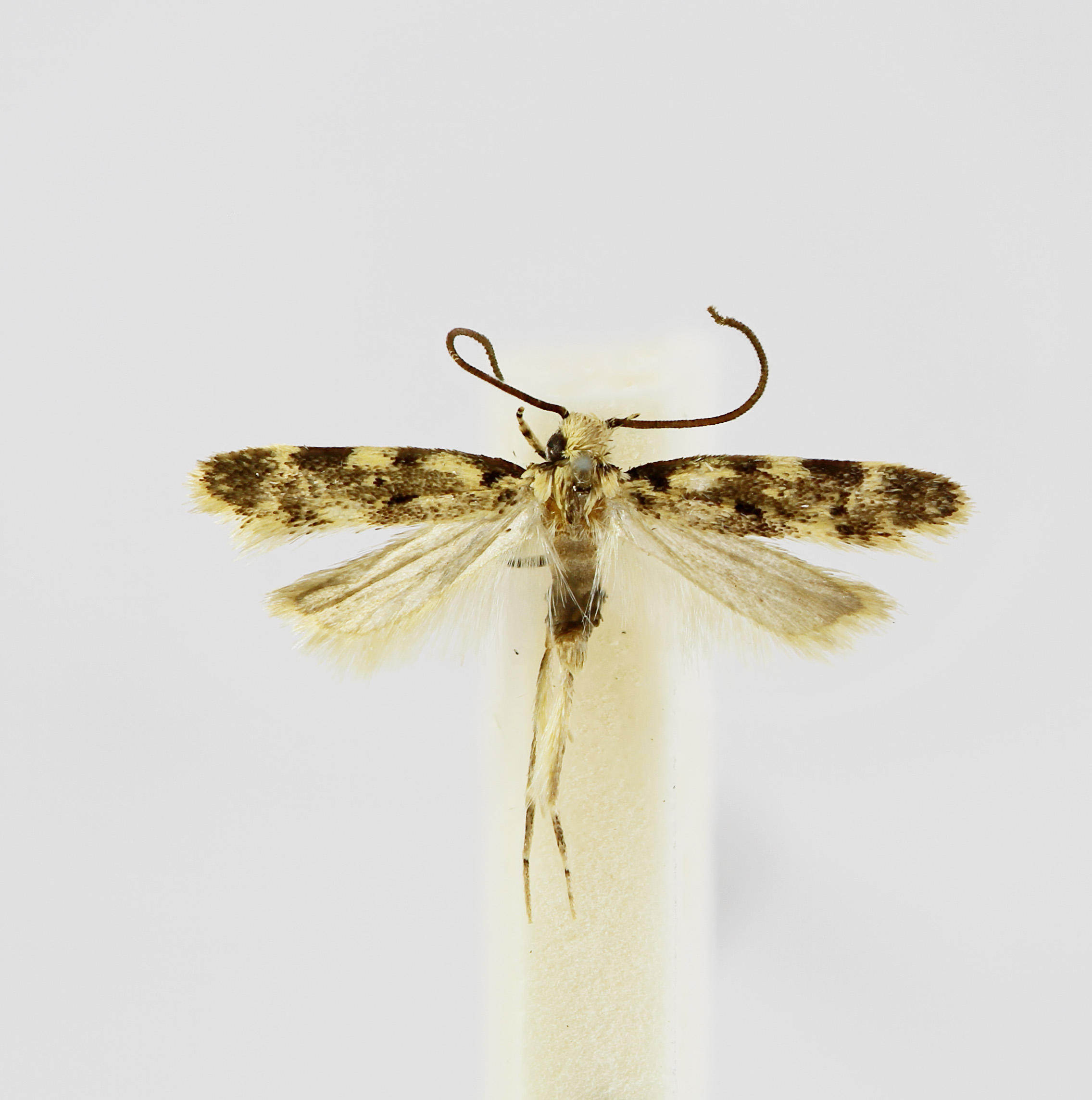 Galagete pecki Landry, 2002 in the Invertebrate Collection (ICCDRS 47141). Photo: ICCDRS Collection.